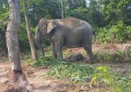 বঙ্গবন্ধু সাফারি পার্কে নতুন অতিথি ‘আনারকলি’