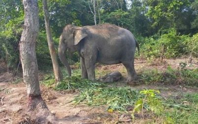 বঙ্গবন্ধু সাফারি পার্কে নতুন অতিথি ‘আনারকলি’