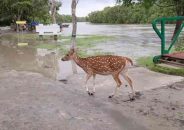 পর্যটকদের জন্য উন্মুক্ত হচ্ছে সুন্দরবন