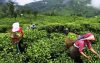শ্রমিকদের সর্বোচ্চ চা পাতা তোলার রেকর্ড