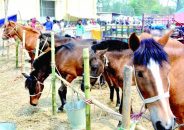 জামালপুরে সবচেয়ে বড় ঘোড়ার হাট