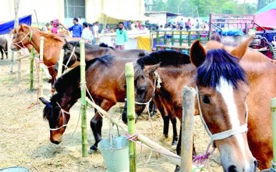 জামালপুরে সবচেয়ে বড় ঘোড়ার হাট