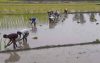 মিরসরাইয়ে পানির অভাবে আমন চাষ ব্যাহত