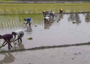 মিরসরাইয়ে পানির অভাবে আমন চাষ ব্যাহত
