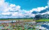 বিলের শাপলা টানছে পর্যটক
