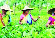 চা-শ্রমিকদের দৈনিক মজুরি ১৭০ টাকা নির্ধারণ
