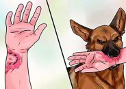 বিশ্ব জলাতঙ্ক দিবস আজ