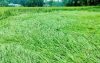 ঘূর্ণিঝড় সিত্রাংয়ের প্রভাবে মেহেরপুরের গাংনী উপজেলায় ক্ষয়ক্ষতির মুখে পড়েছে আমন ক্ষেত