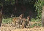 রেজিস্ট্রি করা গ্রামে জমি রয়েছে বানরের