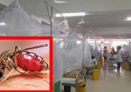 দেশে গত ২৪ ঘণ্টায় ডেঙ্গিতে একজন মারা গেছেন