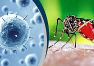 ডেঙ্গি জ্বরে আক্রান্ত হয়ে গত ২৪ ঘণ্টায় তিনজন মারা গেছেন