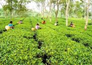 মাধবপুর ও চুনারুঘাট উপজেলা নিয়ে গঠিত হবিগঞ্জ-৪ আসন