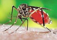 ডেঙ্গি জ্বরে আক্রান্ত হয়ে গত ২৪ ঘণ্টায় ৬৭ জন হাসপাতালে ভর্তি