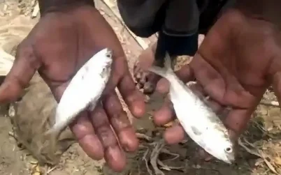 লক্ষ্মীপুরে জাল ফেলতেই উঠে এলো ৮টি ইলিশ মাছ