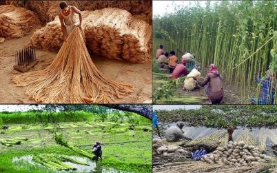 আজ জাতীয় পাট দিবস