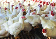 অবশেষে ব্রয়লার মুরগির দাম কমল