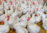 রমজানের প্রথম দিনই কমলো ব্রয়লার মুরগির দাম