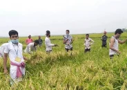 ছাত্রলীগকর্মীদের কৃষকের ধান কেটে ঘরে পৌঁছে দেওয়ার আহ্বান