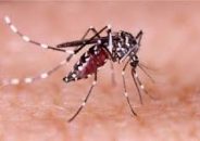 এ বছর ডেঙ্গি আক্রান্ত বেড়েছে পাঁচগুণ