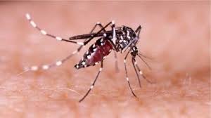 এ বছর ডেঙ্গি আক্রান্ত বেড়েছে পাঁচগুণ