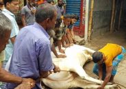 ঈদের দ্বিতীয় দিনেও চলছে পশু কোরবানি