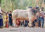 কোরবানির ঈদে প্রধানমন্ত্রীকে নিজের পালিত গরু উপহার দিতে চান বুলবুল