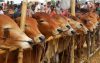 এবারের কোরবানির পশুর কাঁচা চামড়ার দাম নির্ধারণ করলো সরকার