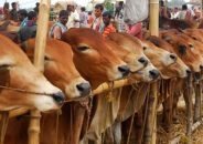 এবারের কোরবানির পশুর কাঁচা চামড়ার দাম নির্ধারণ করলো সরকার