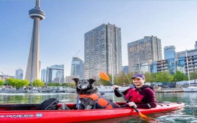 টরন্টোর মেয়র পদে লড়বে ‘মলি’ নামের কুকুর