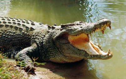 কুকুর নিয়ে হাঁটতে বেরিয়ে কুমিরের পেটে নারী