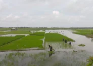 জলবায়ু পরিবর্তনের প্রভাবে হুমকিতে খুলনা অঞ্চলের কৃষি