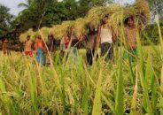 খুলনা জলবায়ু পরিবর্তনের কারনে কমছে কৃষি উৎপাদন