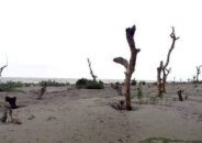 জলবায়ুর প্রভাবে উপকূলীয় এলাকায় মরছে গাছ