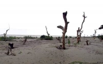জলবায়ুর প্রভাবে উপকূলীয় এলাকায় মরছে গাছ